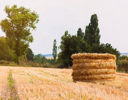 Amount of Freak Bread or Other Fruits